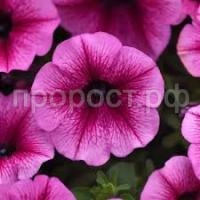 Без названия Без названия