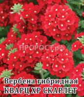 Гавриш Фермерская Вербена Кварц-ХР Скарлет 250 шт 