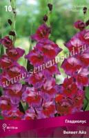Гладиолус Крупноцветковый Велвет Айз (10/12) 10 шт 
