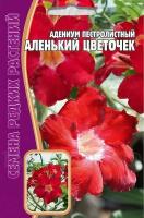 Адениум Аленький Цветочек 3 шт Адениум Аленький Цветочек 3 шт