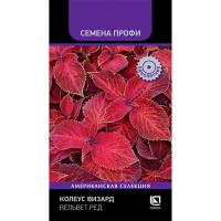Поиск Колеус Визард Вельвет ред 10шт 