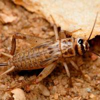 Насекомое Сверчок банановый крупный