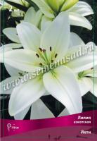 Лилия Азиатская Йети (12/14) 5 шт