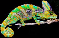 Ящерица Йеменский хамелеон 