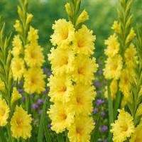 Гладиолус Бернинг Санрайз  (10 шт.) 14/16 