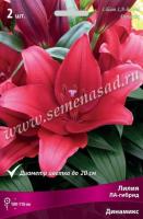 Лилия ЛА-Гибрид Динамикс (12/14) 5 шт 