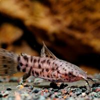 Синадонтис