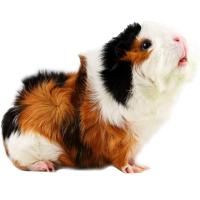 Грызуны Морская свинка розетка