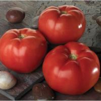 Томат Линда F1 1000 шт