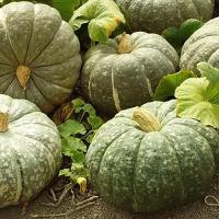 Тыква крупноплодная Зимняя сладкая 10г 