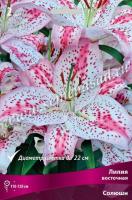 Лилия Восточная Солюшн (14/16) 2 шт