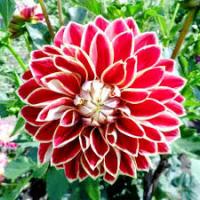 Георгина Максим