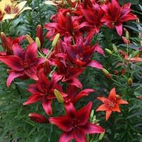 Лилия Азиатская Блэк Аут (14/16) 2 шт