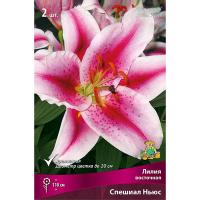 Лилия видовая Спешиал Ньюс (14/16) 10 шт 