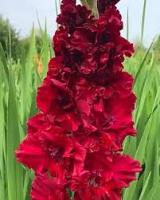 Гладиолус Вельвет Расберри ( 10 шт.) 12/14