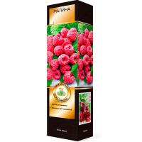 Саженцы Малина Изобильная 752944