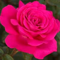 Саженцы Роза чайно-гибридная Секси Парфюмелла