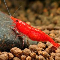 Креветка Рэд