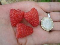 Саженцы Малина Энросадира 820584