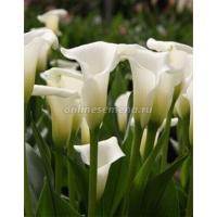 Калла Кристал Клеэр (14/16) 2шт 