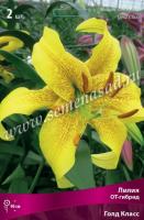 Лилия ОТ-Гибрид Голд Класс (14/16) 2 шт