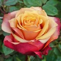 Саженцы Роза чайно-гибридная Черри Бренди