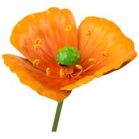 Стикер садовый Мак Альпийский 108846 Стикер садовый Мак Альпийский 108846