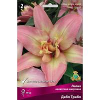 Лилия азиатская махровая Дабл Трабл (14/16) 2 шт