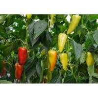 Перец сладкий Дон F1 1000шт