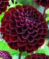 Дарк Спирит