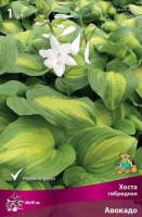 Хоста гибридная Авокадо (I) 1 шт 