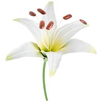 Стикер садовый Лилия Аполло 108842 Стикер садовый Лилия Аполло 108842
