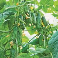 Огурец Эколь F1 500шт