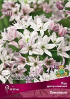 Лук декоративный Хамелеон (10шт, 4/5) 839633