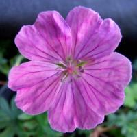 Герань Vision Violet Apex садовая Герань Vision Violet Apex садовая