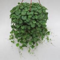 Дихондра Эмеральд Фоллс 3 шт.