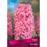 Гиацинт Садовый Анна Мари (15/16)  3шт,