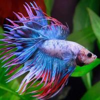 Рыба Петушок XL