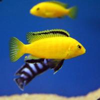 Цихлида ассорти S