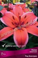 Лилия Азиатская Ред Электрик (14/16) 2шт.