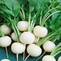 Дайкон Саша 10 г Дайкон Саша 10 г