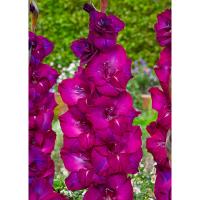 Гладиолус Крупноцветковае Некст Левел (10/12) 10 шт 841783