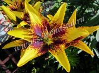 Лилия Азиатская Танго Граффити (14/16) 2 шт