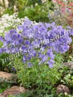 Флокс растопыренный Блу Мун