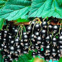 Саженцы Смородина черная Атаман 827699