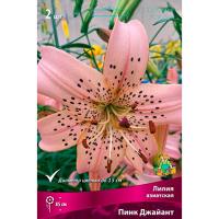 Лилия Азиатская Пинк Джайант (14/16) 2шт 821174