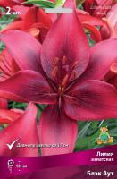 Лилия Азиатская Блэк Аут (12/14) 5 шт