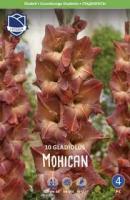 Гладиолус Могикан ( 10 шт.) 14/16