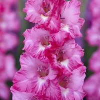 Гладиолус Крупноцветковые Вайлет Кинг  (10/12) 10 шт