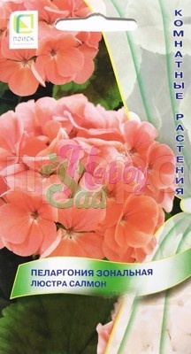 Пеларгония Люстра Салмон 5шт Пеларгония Люстра Салмон 5шт